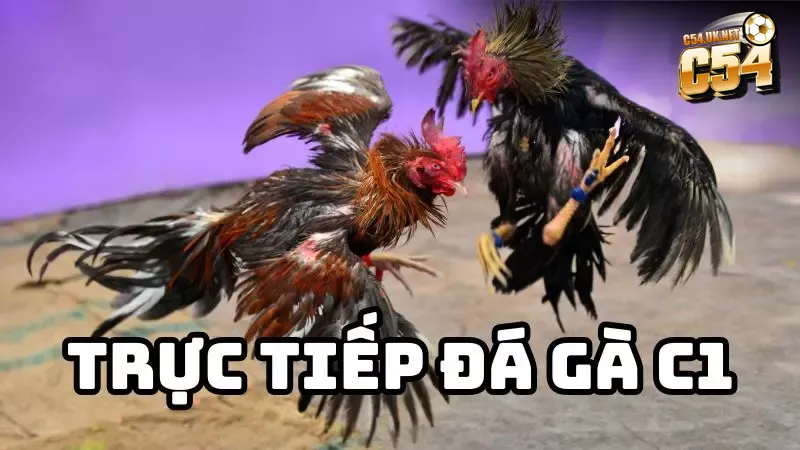 Trực tiếp đá gà C1: Thế giới đỉnh cao của những trận chiến Các trận đá gà C1 chuyên nghiệp tại đấu trường quốc tế