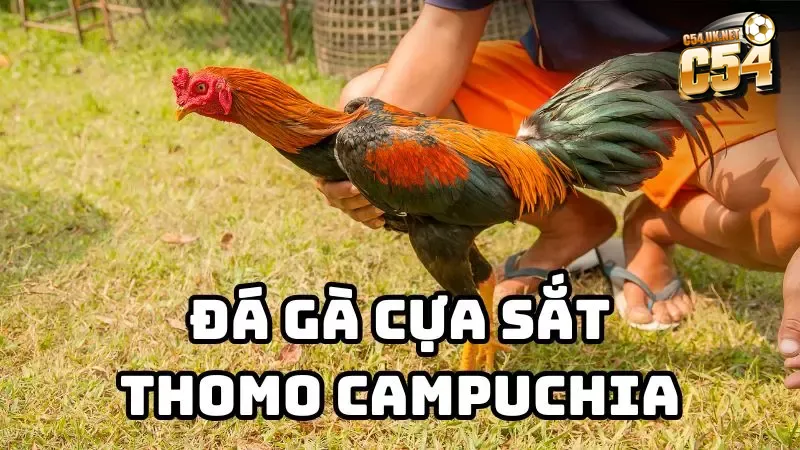 Đá gà cựa sắt Thomo Campuchia: Sân chơi đỉnh cao Đấu trường Thomo được xem là “thánh địa” của những trận đá gà cựa sắt đỉnh cao