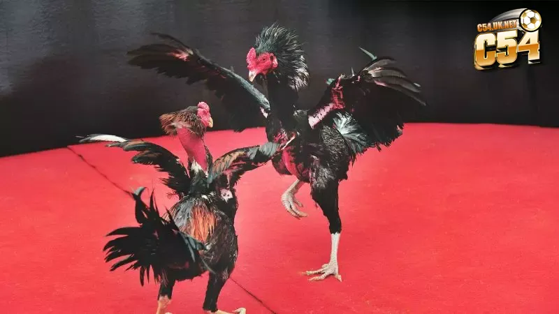 Trận đá gà 24 tỷ: Cơn địa chấn chưa từng có tại bồ gà Thomo Hai chiến kê lừng danh đã tạo nên trận đá gà lịch sử