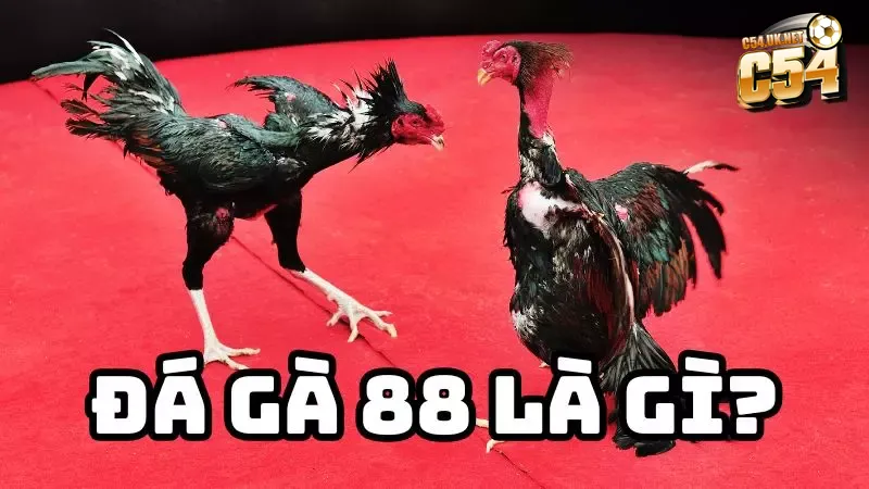 Đá gà 88: Sân chơi đỉnh cao của những kẻ nghiện trường gà Hòa mình vào những trận đấu gà chọi đỉnh cao tại đá gà 88