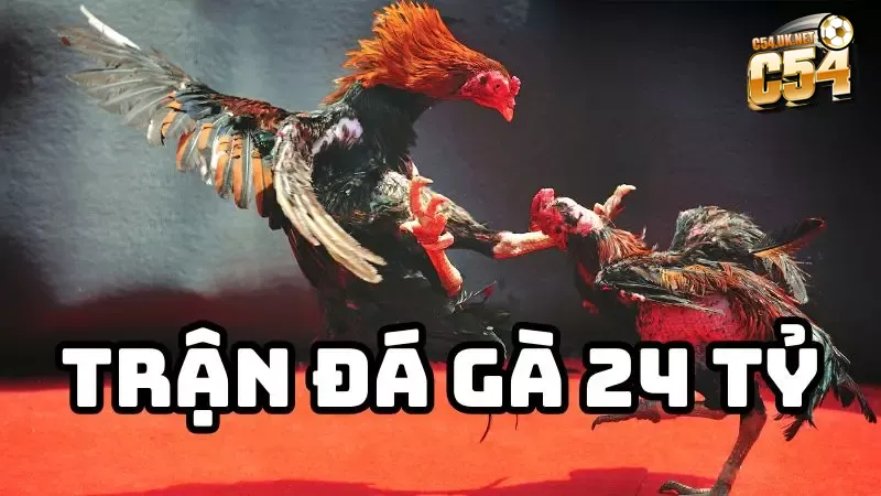 Trận đá gà 24 tỷ: Cơn địa chấn chưa từng có tại bồ gà Thomo Trận đá gà 24 tỷ từng gây chấn động giới cá cược